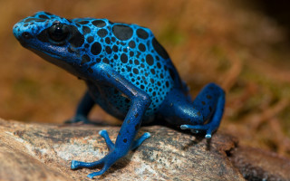 Blue black frog rock grass - real life skin free wallpaper