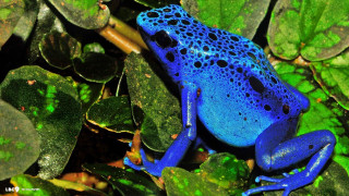 Blue frog green plant blue - rich vivid color free wallpaper