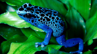 Blue black frog green plant 3 - real life skin free wallpaper