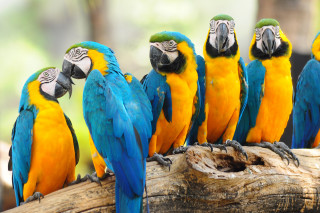 Colorful parrots tree branch zoo - bourgeoi free wallpaper