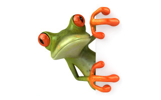 Frog red eyes white wall - a frog free wallpaper