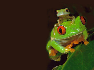 Green frog red eyes leaf - free nature wallpaper