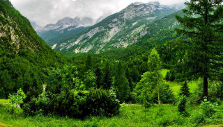 Lush green forest mountains cloudy - alen divi free wallpaper