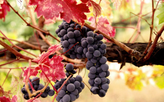 Grapes vineyard red leaves brown - a bunch of grapes free wallpaper