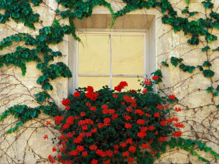 Window plant growing sill red - a window sill free wallpaper