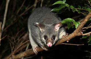 Small animal tree branch night - aloysius okelly free wallpaper