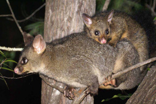 Small animals tree branch forest - its tongue free wallpaper
