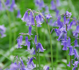 Purple flowers in the grass 2 - a blurry background free wallpaper