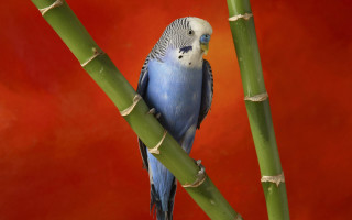 Blue bird bamboo tree red - a blue bird free wallpaper