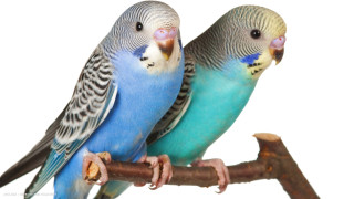 Blue yellow parakeets branch white - the other free wallpaper