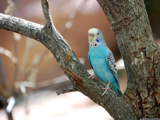 Blue parakeet perched tree branch - upper body free wallpaper