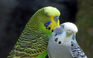 Two birds sitting on perch - the other free wallpaper