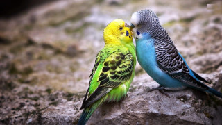 Colorful birds standing rock together 2 - a rock together free wallpaper