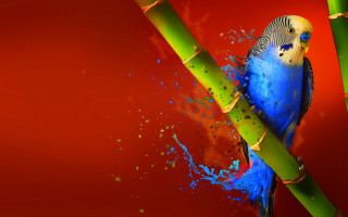 Blue bird bamboo paint splatters - a blue bird free wallpaper