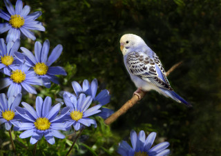 Bird blue flower branch blurry - the background and a blurry background free wallpaper