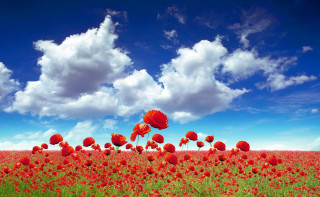 Red flowers blue sky clouds 6 - under a blue sky free wallpaper