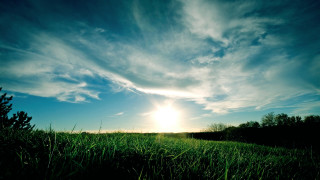 Sunset field trees blue sky - grass free wallpaper