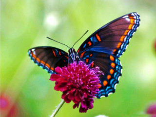Butterfly sitting flower field flowers - dennis ashbaugh free wallpaper for desktop