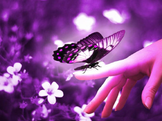 Hand purple butterfly purple background - a purple sky free wallpaper
