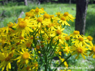 Yellow flowers field grass trees - ann thetis blacker free wallpaper