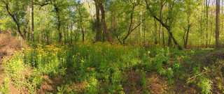 Wooded area trees flowers foreground - betye saar free wallpaper