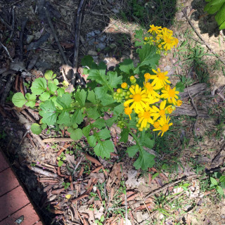 Yellow flower dirt brick walkway - near free wallpaper