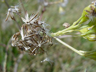 Flower macro ecological art depth - high detail free wallpaper