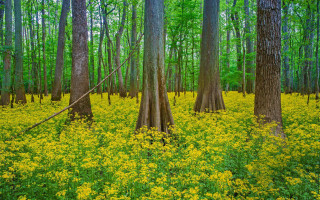 Forest yellowflowers greengrass nature scene - impressionist free wallpaper