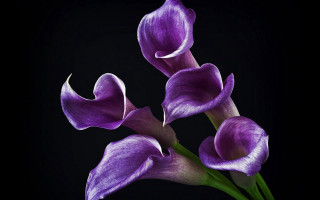 Purple flowers black background bunch - a black background behind them free wallpaper