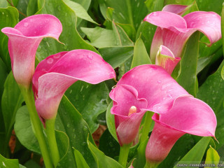 Pink flowers green leaves water 2 - the foreground free wallpaper
