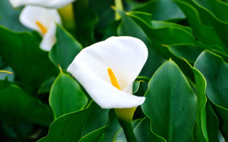 White flower yellow stamens garden - a yellow center free wallpaper