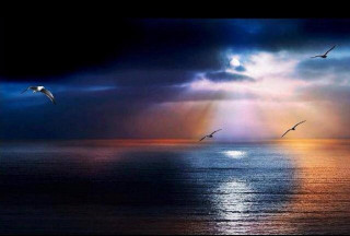 Birds flying over ocean sunbeams - a group of birds free wallpaper