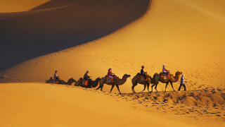 Camel riders desert group adventure 2 - amir zand free wallpaper