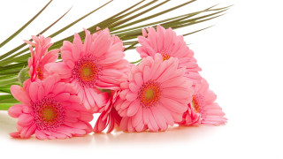 Pink flowers table palm leaf - still free wallpaper