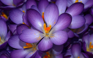 Purple flower closeup yellow stamens - a close up of a bunch free wallpaper