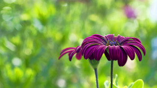 Purple flower green background blurry - a purple flower free wallpaper
