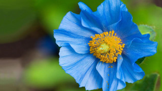 Blue flower yellow center garden - claire dalby free wallpaper