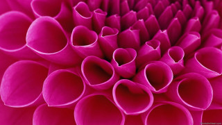 Pink flower close up petals - a pink flower free wallpaper