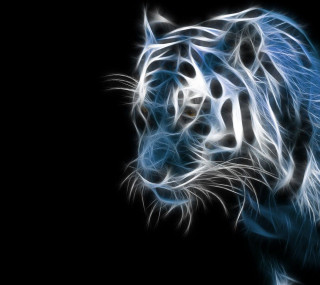 White tiger blue eyes black 2 - alison kinnaird free wallpaper