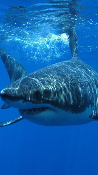Large shark swimming ocean camera 4 - real free wallpaper