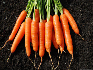 Carrots dirt field green tops - carles delclaux i free wallpaper for desktop