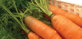 Carrots basket cloth nature outdoors - a basket free wallpaper
