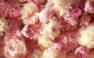 Pink white flowers pile together - a pile together free wallpaper