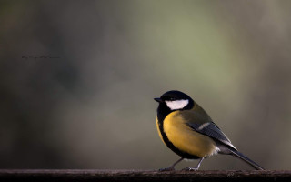 Small bird standing on ledge 2 - outside free wallpaper