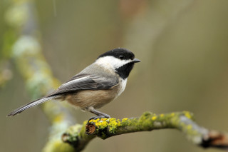 Small bird perched branch tree 15 - branch and a blurry background free wallpaper