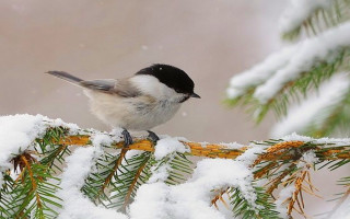 Snowy pine bird mountain landscape - brown background free wallpaper