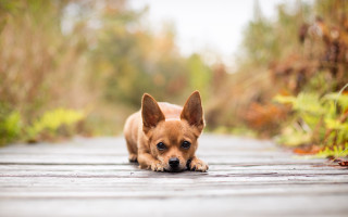 Small dog wooden walkway woods - a wooden walkway free wallpaper
