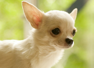 Small white dog brown spot - tiny free wallpaper