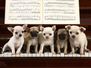 Small dogs piano keyboard sheet - a sheet of music free wallpaper
