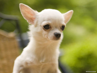 Small white dog wooden chair - a wooden chair free wallpaper